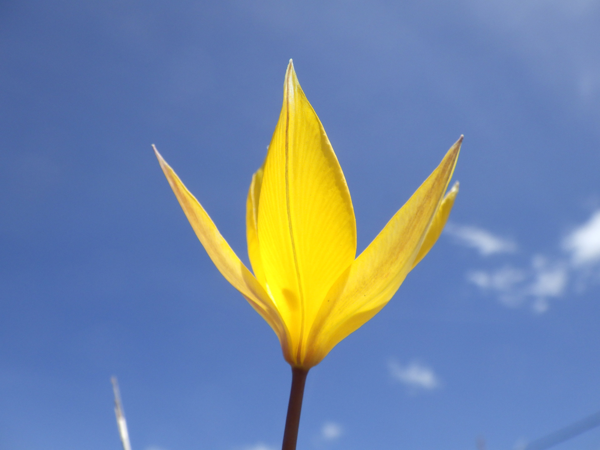 Yellow tulip contrasted with the blue sky of Gr...