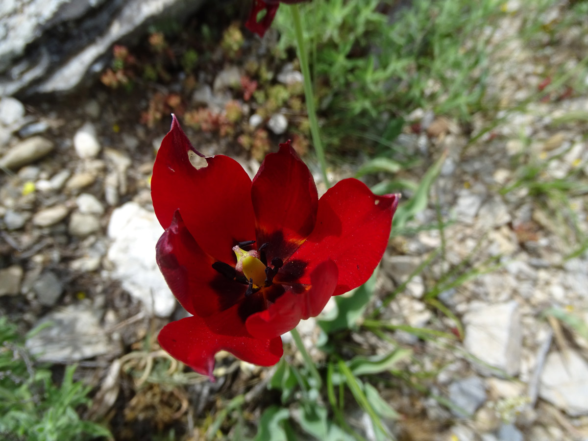 Deep red colour in the tepals of a Greek tulip