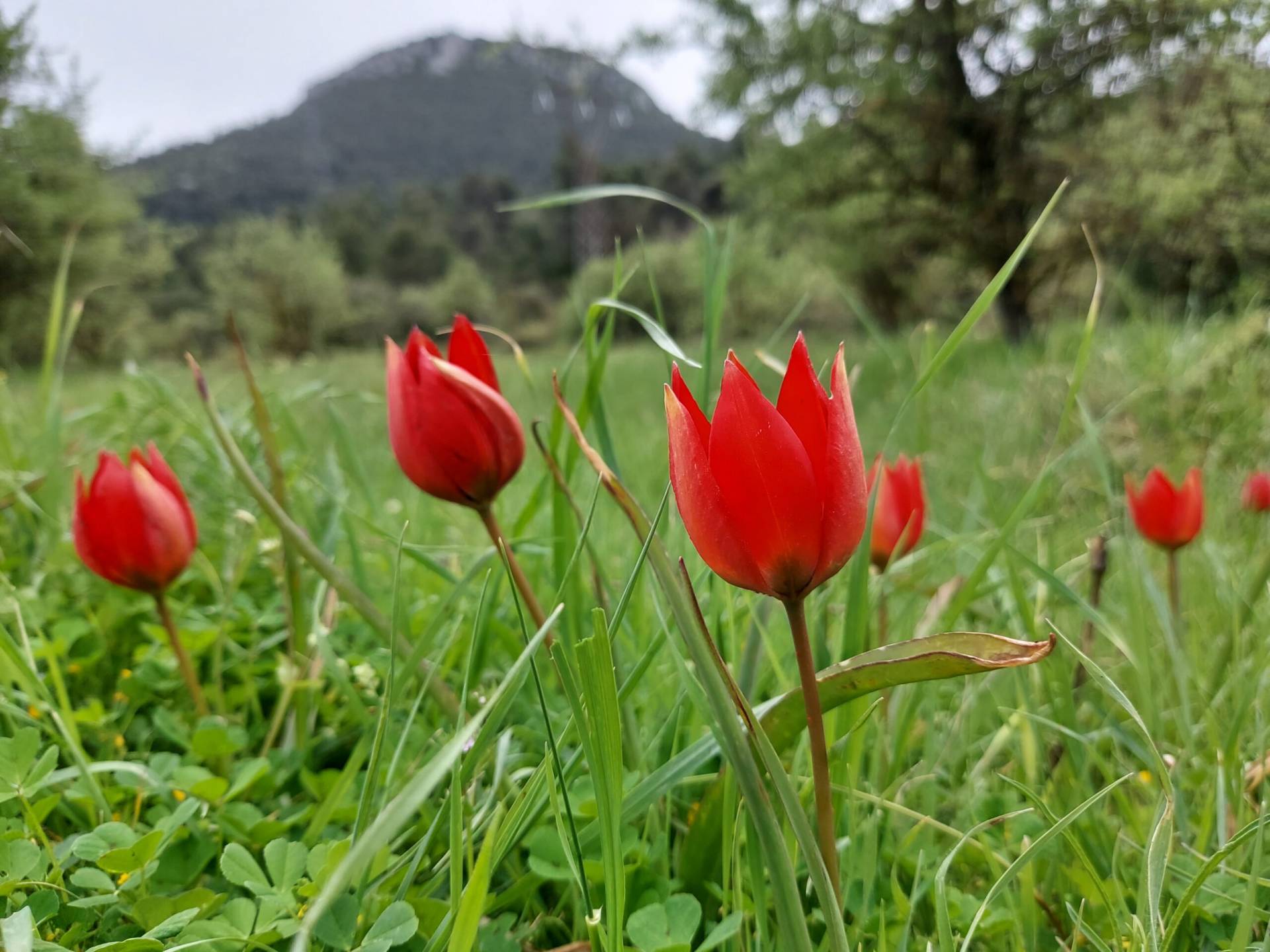 Tulipa hageri = προς τιμήν του Γερμανού Φρειδερίκου Χάγκερ