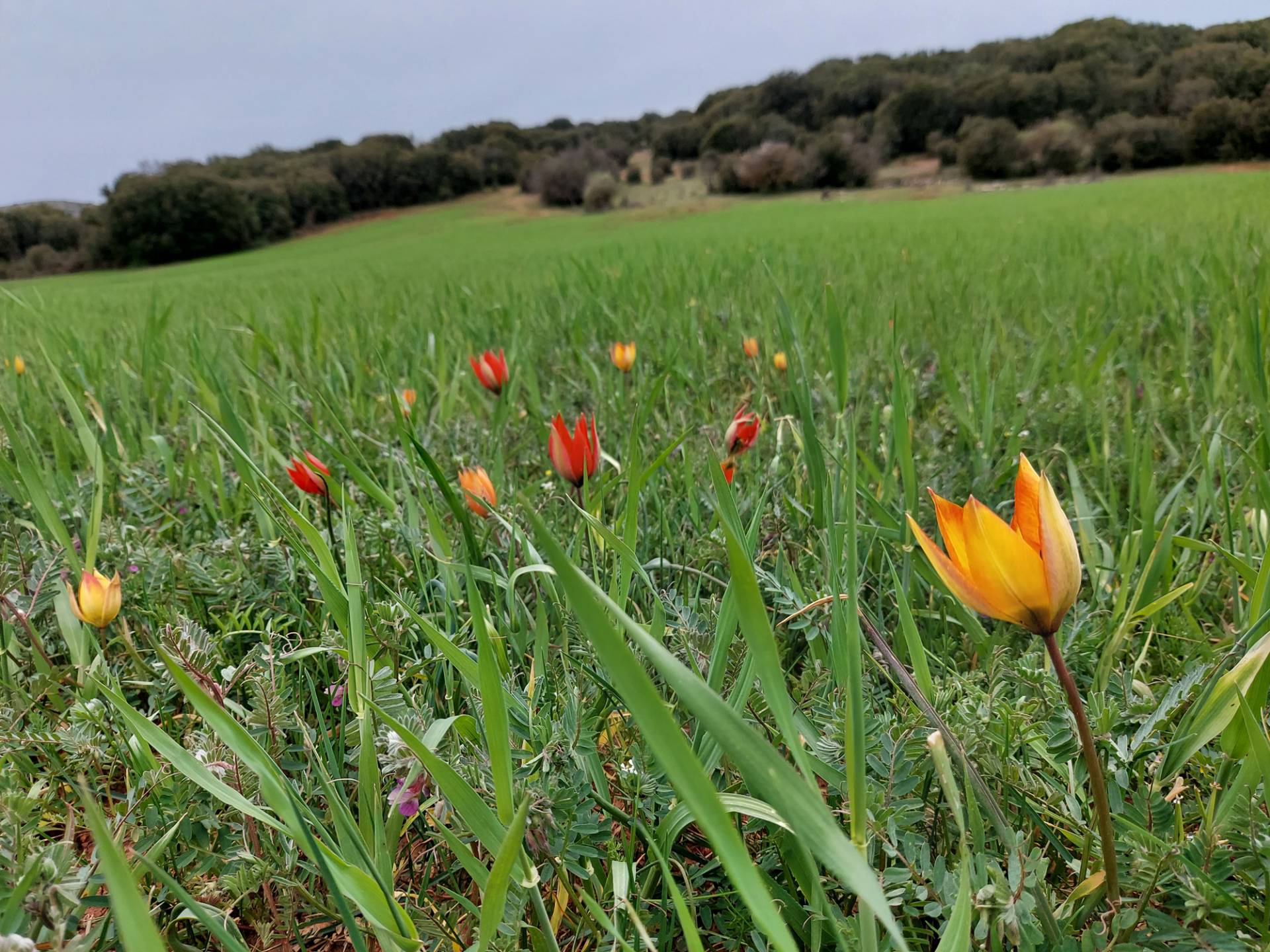 Tulipa orphanidea Γεωγραφική εξάπλωση:	Βόρεια Πίνδος, Στερεά Ελλάδα